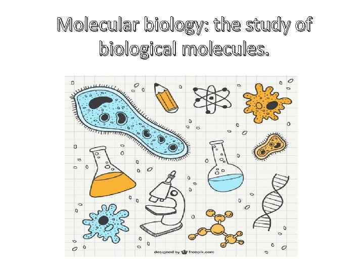 Molecular biology: the study of biological molecules. 