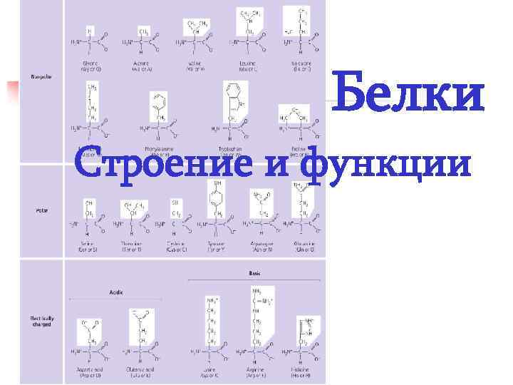 Белки Строение и функции 