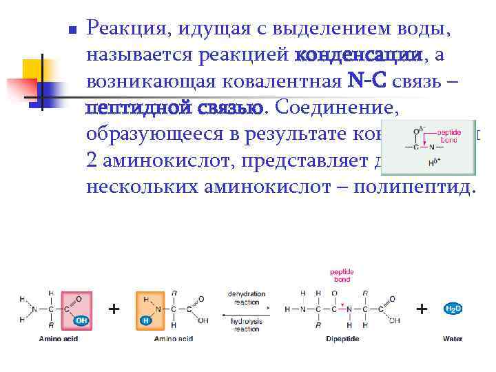 n Реакция, идущая с выделением воды, называется реакцией конденсации, а возникающая ковалентная N-C связь