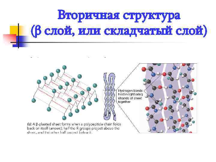 Вторичная структура (β слой, или складчатый слой) 