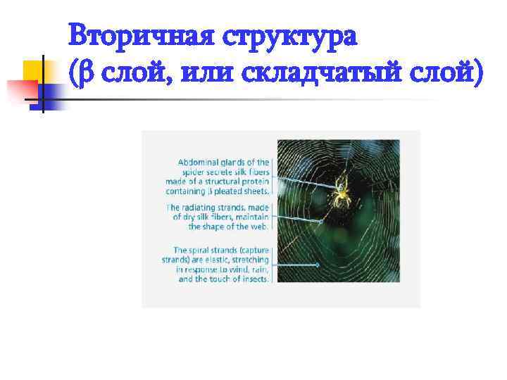 Вторичная структура (β слой, или складчатый слой) 