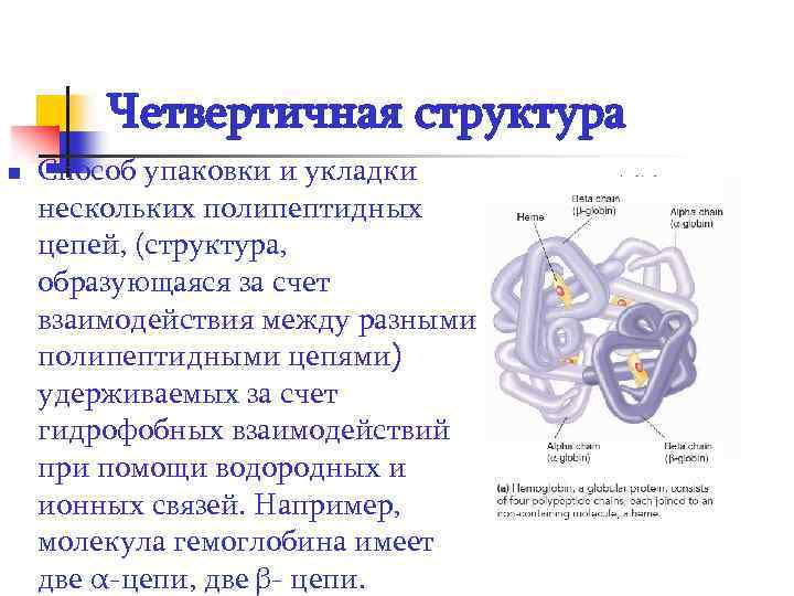 Четвертичная структура n Способ упаковки и укладки нескольких полипептидных цепей, (структура, образующаяся за счет