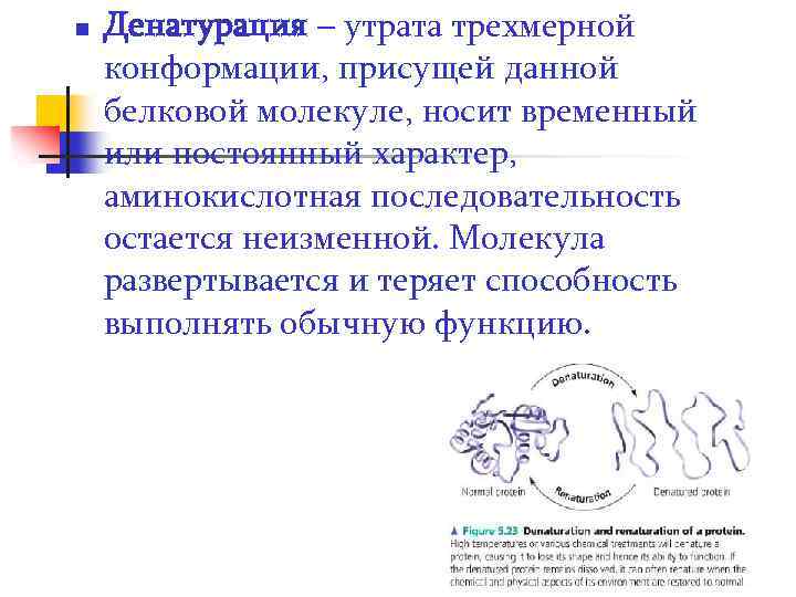 n Денатурация – утрата трехмерной конформации, присущей данной белковой молекуле, носит временный или постоянный
