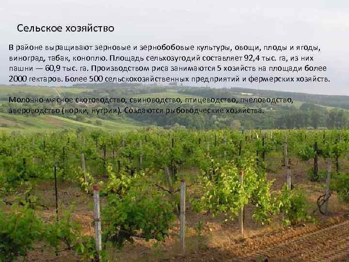 Сельское хозяйство В районе выращивают зерновые и зернобобовые культуры, овощи, плоды и ягоды, виноград,