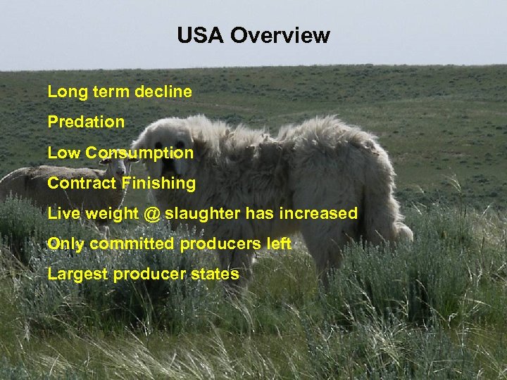 USA Overview Long term decline Predation Low Consumption Contract Finishing Live weight @ slaughter
