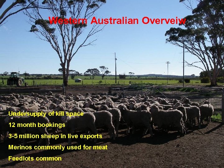 Western Australian Overveiw Undersupply of kill space 12 month bookings 3 -5 million sheep