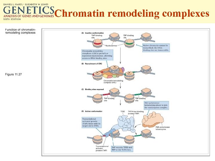 Chromatin remodeling complexes 