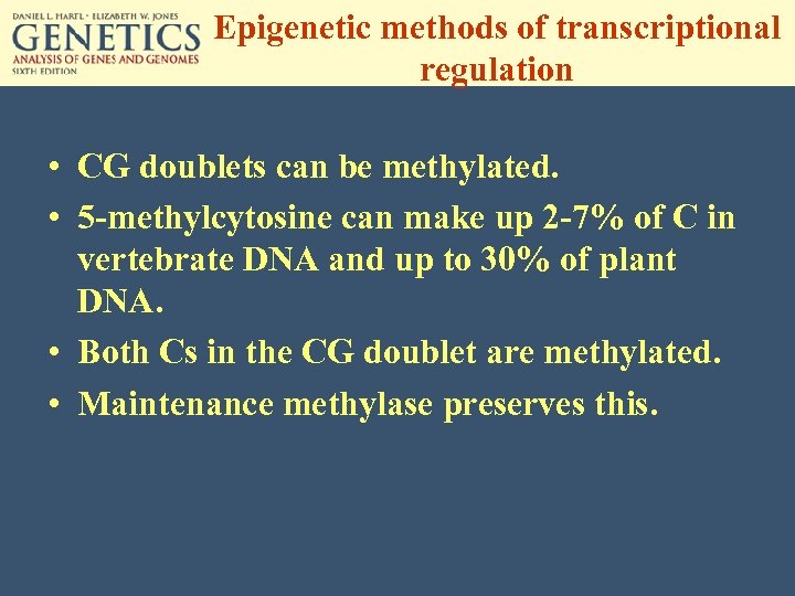 Epigenetic methods of transcriptional regulation • CG doublets can be methylated. • 5 -methylcytosine