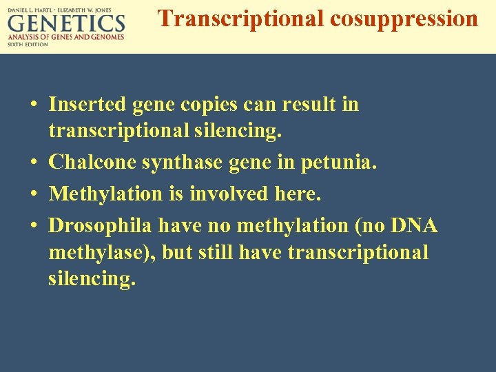 Transcriptional cosuppression • Inserted gene copies can result in transcriptional silencing. • Chalcone synthase