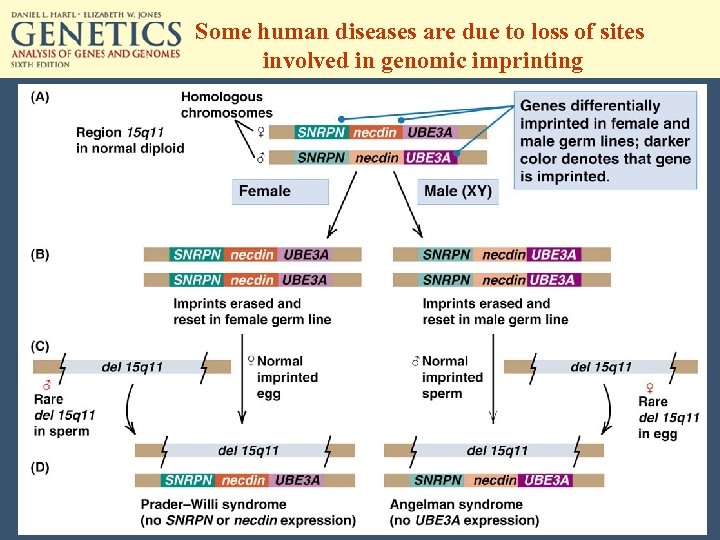 Some human diseases are due to loss of sites involved in genomic imprinting 