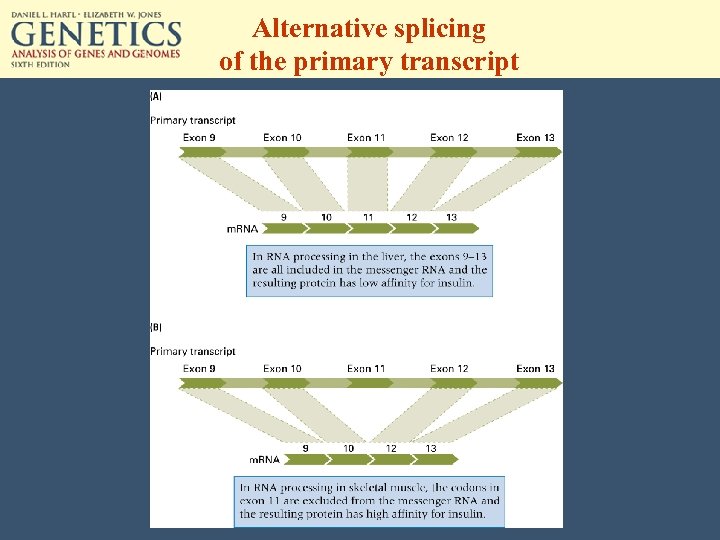 Alternative splicing of the primary transcript 