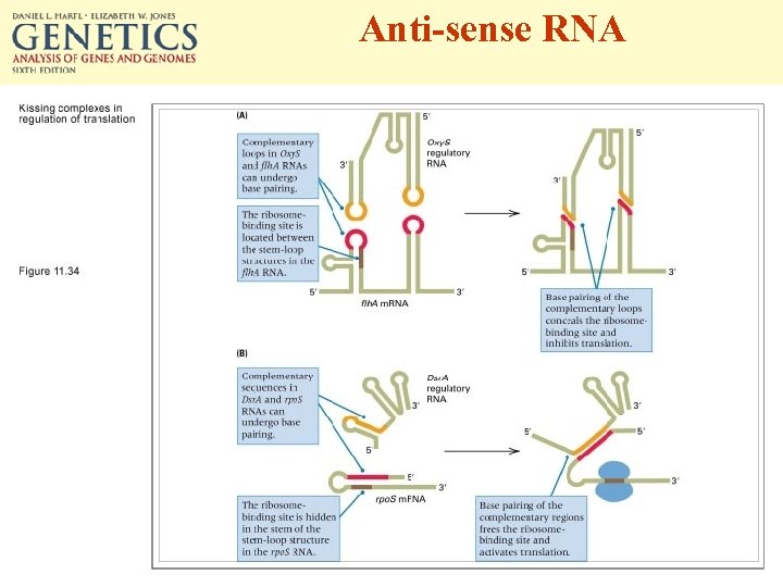 Anti-sense RNA 