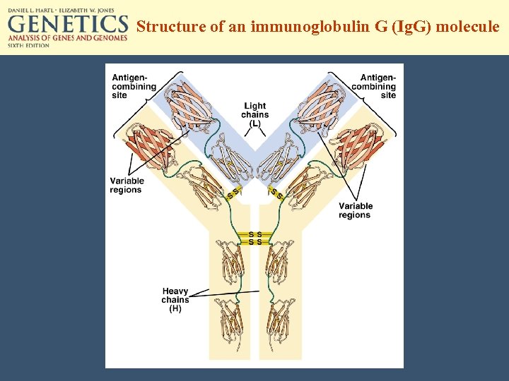 Structure of an immunoglobulin G (Ig. G) molecule 