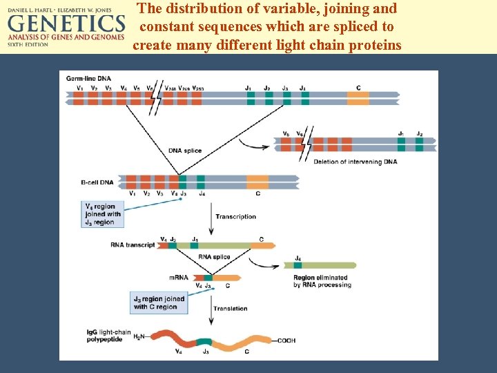 The distribution of variable, joining and constant sequences which are spliced to create many