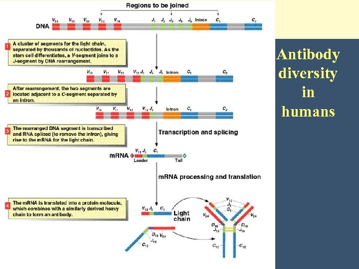 Antibody diversity in humans 