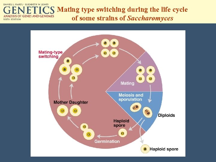 Mating type switching during the life cycle of some strains of Saccharomyces 