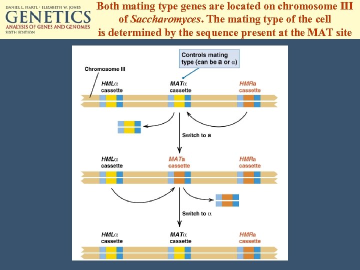 Both mating type genes are located on chromosome III of Saccharomyces. The mating type