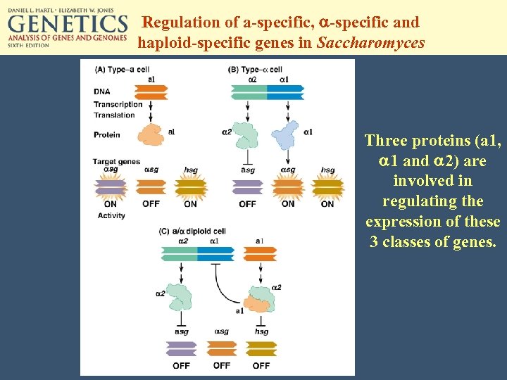 Regulation of a-specific, a-specific and haploid-specific genes in Saccharomyces Three proteins (a 1, a