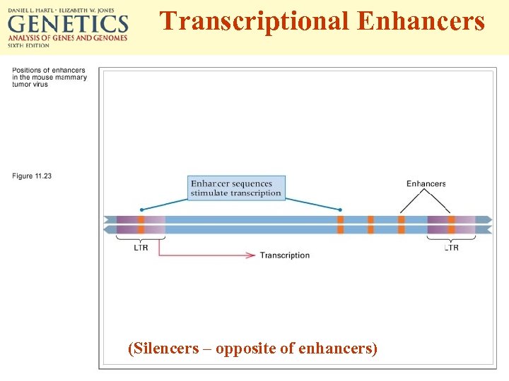 Transcriptional Enhancers (Silencers – opposite of enhancers) 