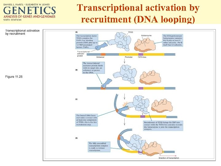 Transcriptional activation by recruitment (DNA looping) 