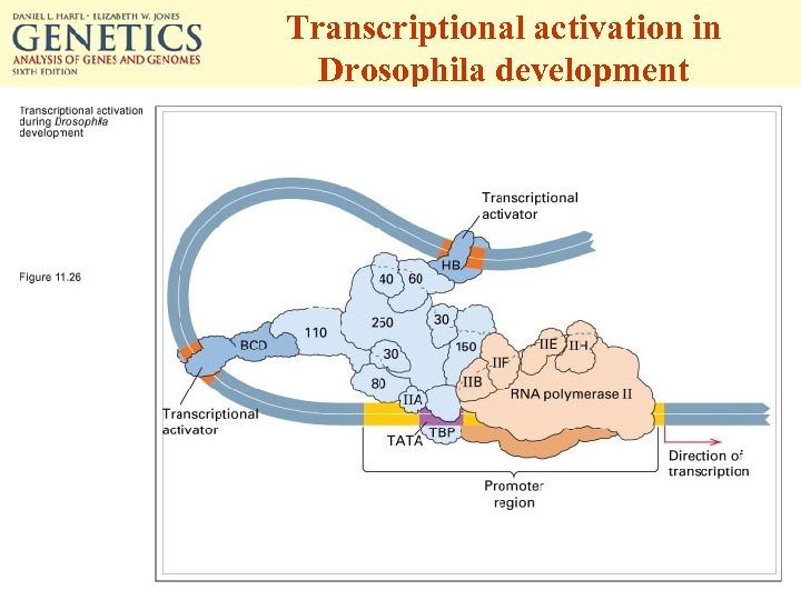 Transcriptional activation in Drosophila development 