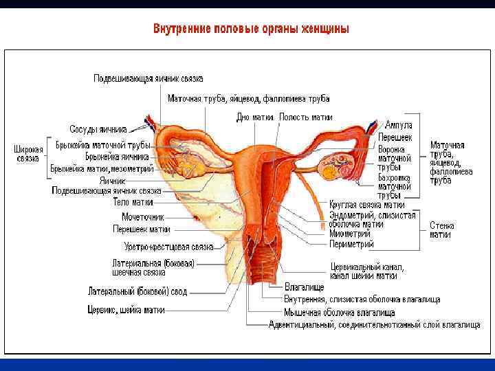 Название органов женской половой системы. Строение половой системы женщины анатомия. Строение внутренних половых органов женщины схема. Матка схема анатомия. Маточная система строение.
