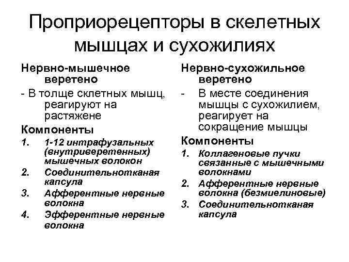 Проприорецепторы в скелетных мышцах и сухожилиях Нервно-мышечное веретено - В толще склетных мышц, реагируют