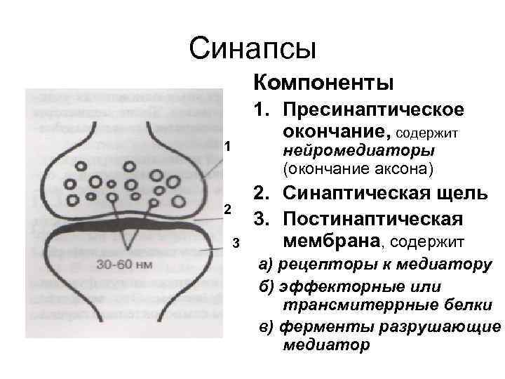 Синапсы Компоненты 1. Пресинаптическое окончание, содержит 1 нейромедиаторы (окончание аксона) 2 3 2. Синаптическая