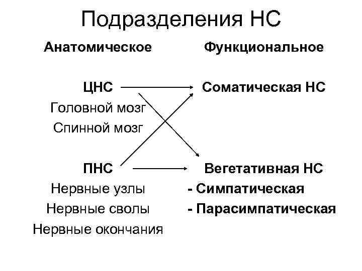 Подразделения НС Анатомическое Функциональное ЦНС Головной мозг Спинной мозг Соматическая НС ПНС Нервные узлы