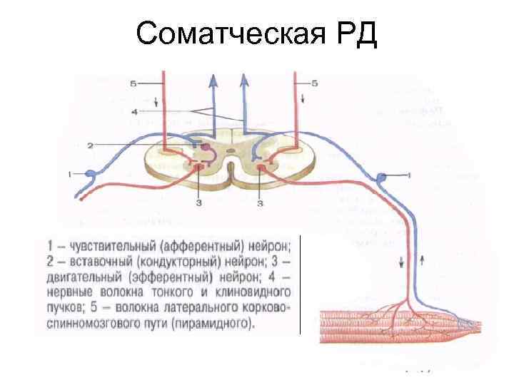 Соматческая РД 