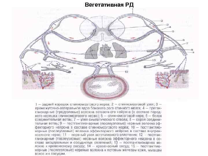 Вегетативная РД 