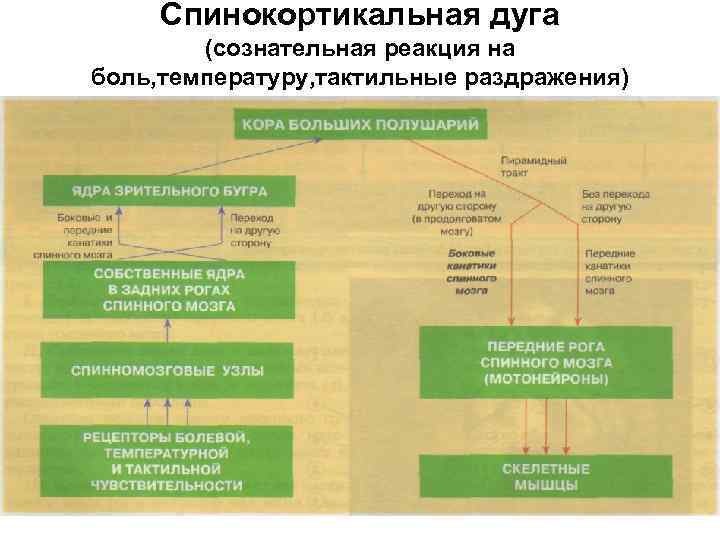 Спинокортикальная дуга (сознательная реакция на боль, температуру, тактильные раздражения) 