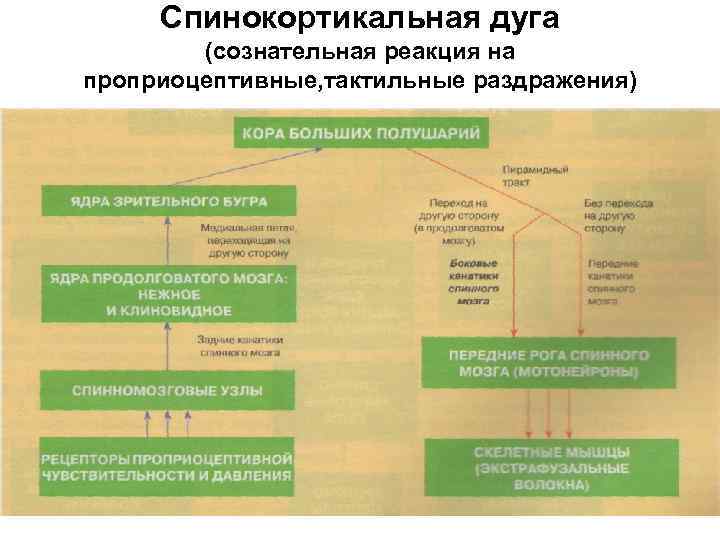 Спинокортикальная дуга (сознательная реакция на проприоцептивные, тактильные раздражения) 