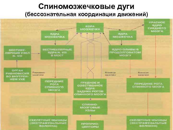 Спиномозжечковые дуги (бессознательная координация движений) 