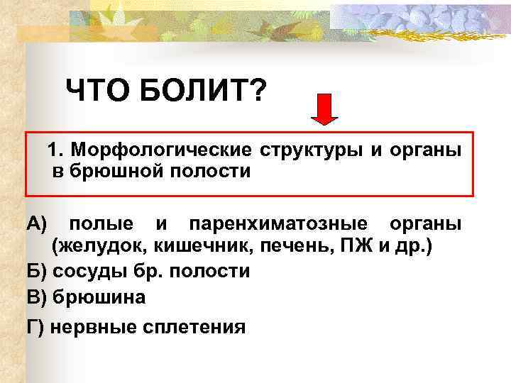 ЧТО БОЛИТ? 1. Морфологические структуры и органы в брюшной полости А) полые и паренхиматозные