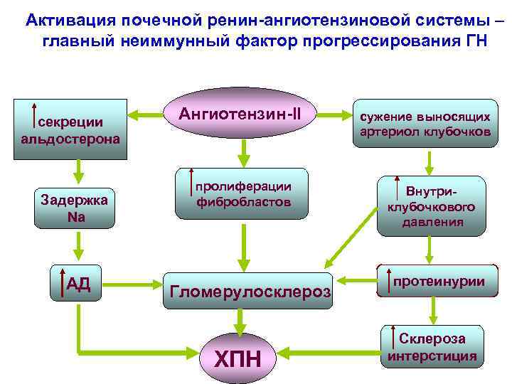 Активация почечной ренин-ангиотензиновой системы – главный неиммунный фактор прогрессирования ГН секреции альдостерона Задержка Na