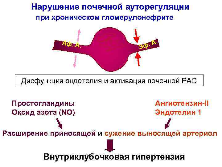 Нарушение почечной ауторегуляции при хроническом гломерулонефрите Аф. А. ф. А Э . Дисфункция эндотелия