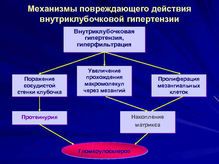 Механизмы повреждающего действия внутриклубочковой гипертензии Внутриклубочковая гипертензия, гиперфильтрация Поражение сосудистой стенки клубочка Увеличение прохождения