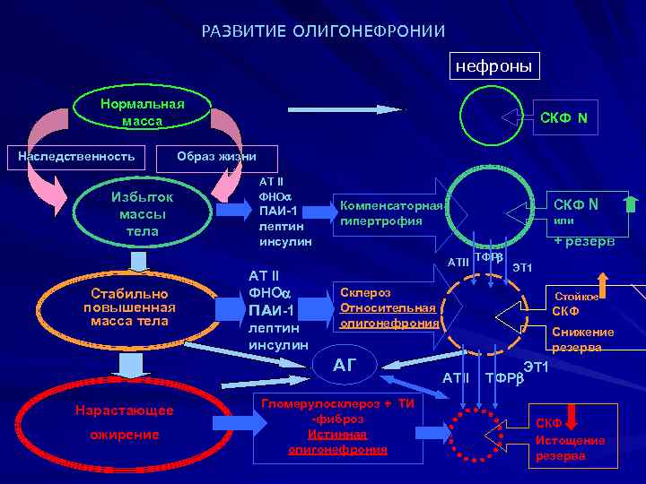 РАЗВИТИЕ ОЛИГОНЕФРОНИИ нефроны Нормальная масса Наследственность CКФ N Образ жизни Избыток массы тела Стабильно