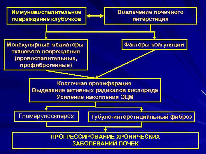 Иммуновоспалительное повреждение клубочков Молекулярные медиаторы тканевого повреждения (провоспалительные, профиброгенные) Вовлечение почечного интерстиция Факторы коагуляции