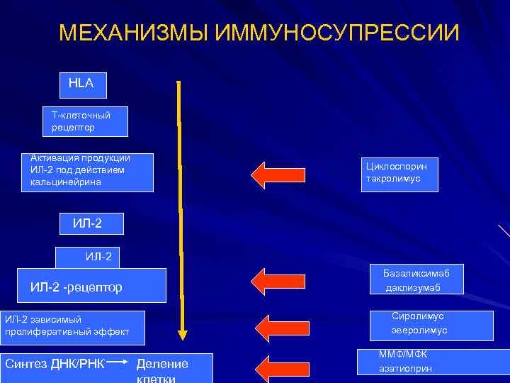 МЕХАНИЗМЫ ИММУНОСУПРЕССИИ HLA Т-клеточный рецептор Активация продукции ИЛ-2 под действием кальцинейрина Циклоспорин такролимус ИЛ-2