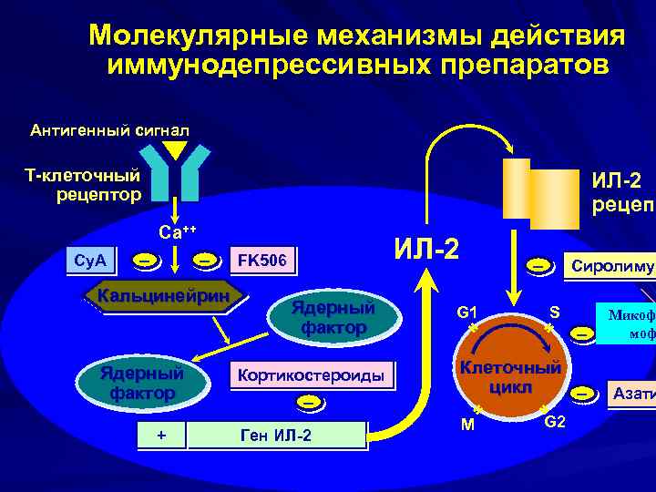 Молекулярные механизмы действия иммунодепрессивных препаратов Антигенный сигнал Т-клеточный рецептор ИЛ-2 рецепт Са++ Cy. A