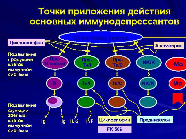 Точки приложения действия основных иммунодепрессантов Стволовая клетка Циклофосфан Подавление продукции клеток иммунной системы Азатиоприн