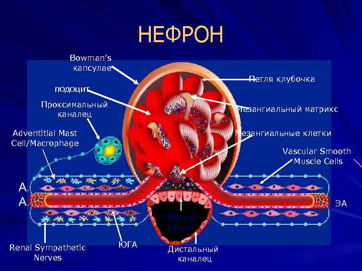 НЕФРОН Bowman’s капсулаe Петля клубочка подоцит Проксимальный каналец Мезангиальный матрикс Adventitial Mast Cell/Macrophage Мезангиальные