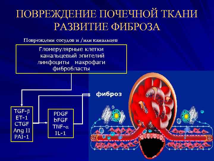 ПОВРЕЖДЕНИЕ ПОЧЕЧНОЙ ТКАНИ РАЗВИТИЕ ФИБРОЗА Повреждени сосудов и /или канальцев Гломерулярные клетки канальцевый эпителий