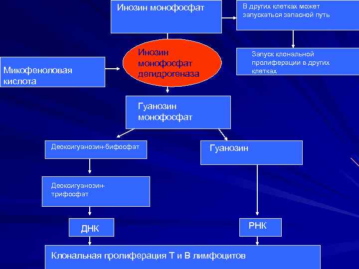 Инозин монофосфат В других клетках может запускаться запасной путь Инозин монофосфат дегидрогеназа Микофеноловая кислота