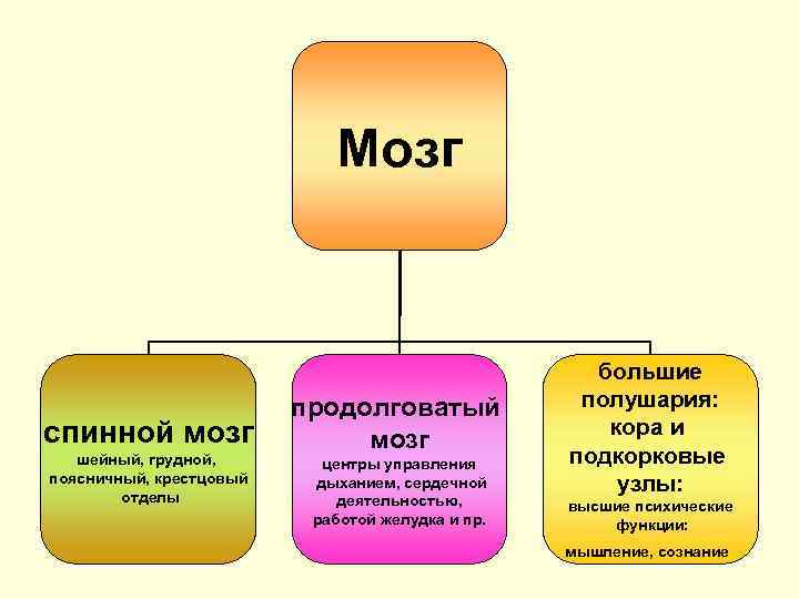 Мозг спинной мозг шейный, грудной, поясничный, крестцовый отделы продолговатый мозг центры управления дыханием, сердечной