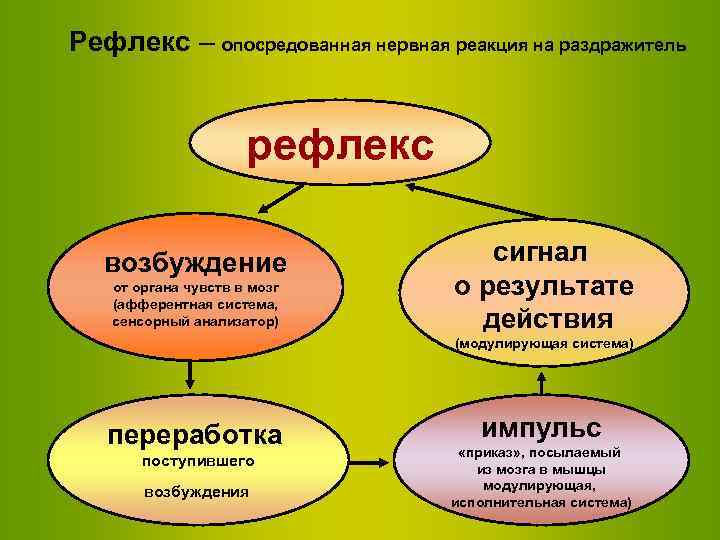 Рефлекс – опосредованная нервная реакция на раздражитель рефлекс возбуждение от органа чувств в мозг