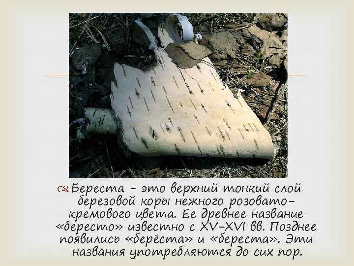  Береста - это верхний тонкий слой березовой коры нежного розоватокремового цвета. Ее древнее