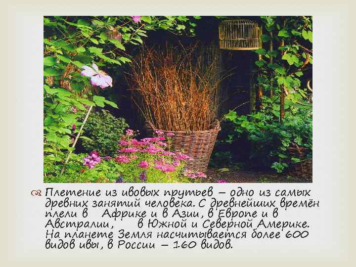  Плетение из ивовых прутьев – одно из самых древних занятий человека. С древнейших